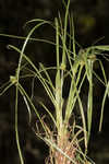 Asian spikesedge